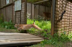 Tako je na svobodo zakorakal ris Boris #foto #video