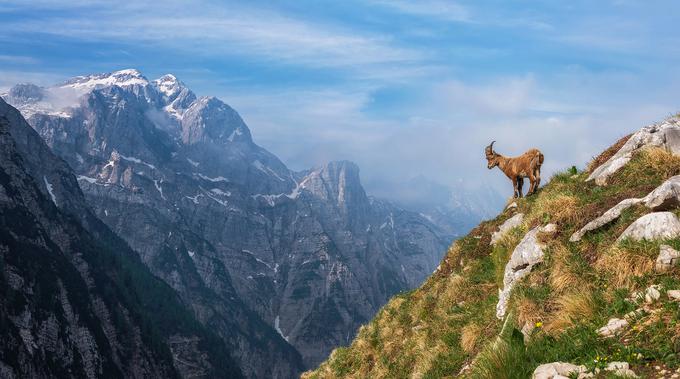 Bovški Gamsovec. Foto: Aleš Krivec. | Foto: 