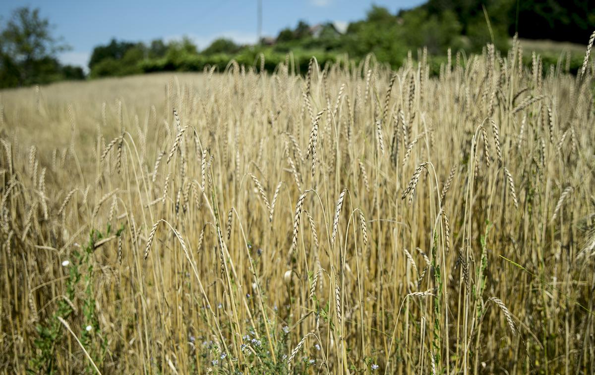 Turistična ekološka kmetija Čemas Vinica Zilje Bela Krajina Kolpa | V ponedeljek bo povečini sončno. | Foto Ana Kovač