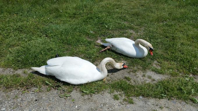 Ob samem Gradiškem jezeru niso padli v skušnjavo, da bi tam s pozidavami ali kakorkoli drugače posegali v naravno sožitje – vsaj za zdaj.  | Foto: Srdjan Cvjetović