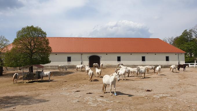 V tem času se v kobilarni skoraj vsak dan skoti novo žrebe, do konca maja jih pričakujejo več kot 30. Breje kobile se pasejo v ločeni ogradi pred hlevom, tiste, ki bi lahko skotile prve, so označene s trakci, da jih nočni hlevarji za vsak primer ločijo od drugih in so nanje lahko bolj pozorni. | Foto: Metka Prezelj