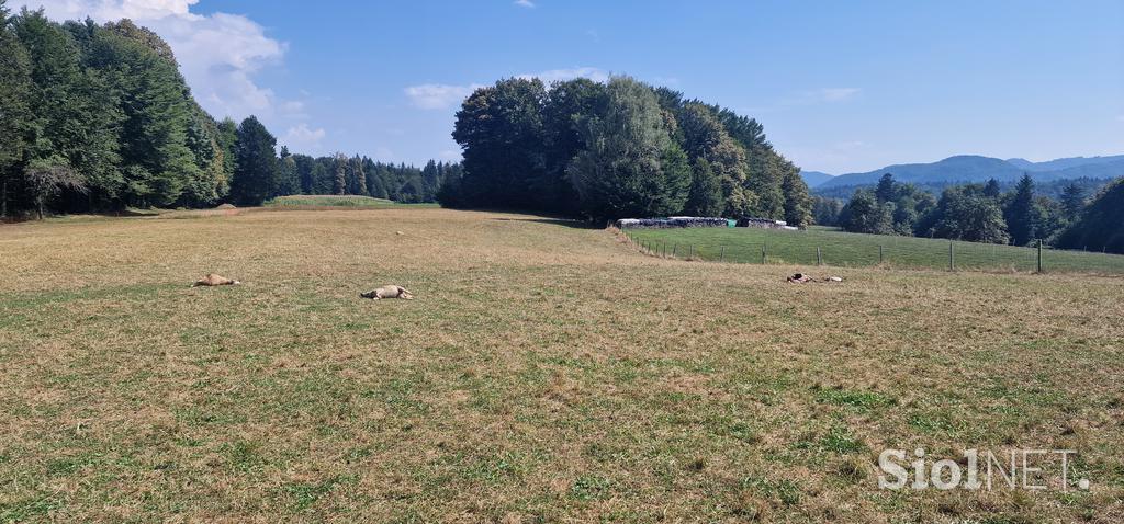 Posledice pokola ovac na Spodnji Dobravi pri Kropi v občini Radovljica