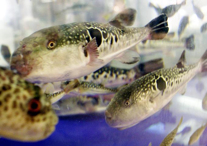 fugu | Foto: Reuters