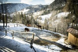 Kmetija Smolej Miha Planina pod Golico