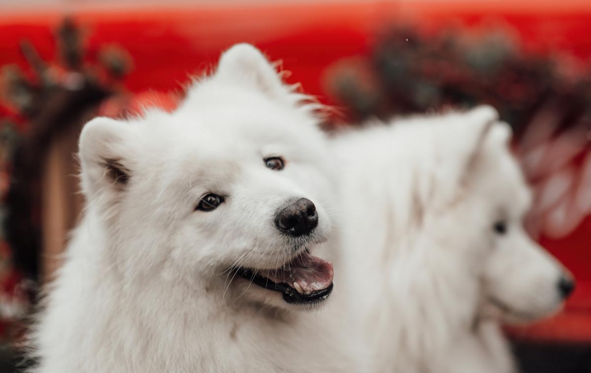 samojed, pes | Dajatev za lastnike psov v Ljubljani ni novost, poznali so jo že konec 19. stoletja. Se bo z novim zakonom o zaščiti živali vrnila? | Foto Shutterstock