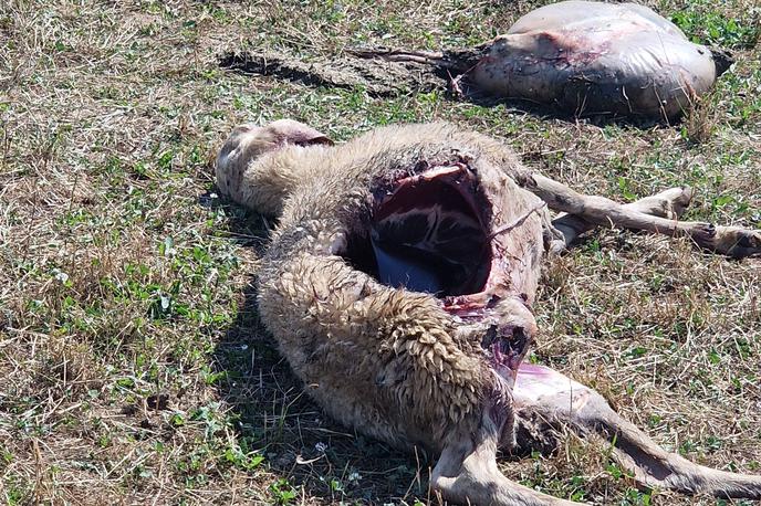 Posledice pokola ovac na Spodnji Dobravi pri Kropi v občini Radovljica | Foto Matjaž Kavar