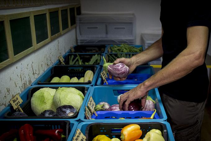 V primeru škode zaradi vremena ali škodljivcev ga rešuje pestrost njegove ponudbe. | Foto: Ana Kovač