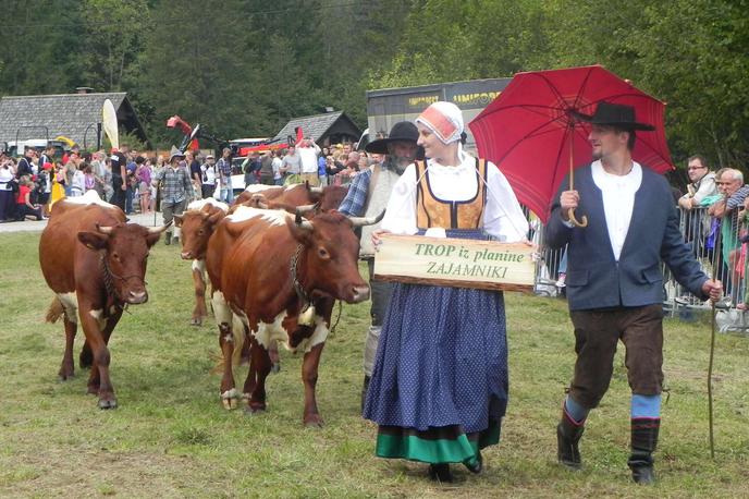 Kravji bal, Bohinj | Na prireditvi, ki jo že več kot 60 let organizira Turistično društvo Bohinj, še vedno sodelujejo planšarji in majerji, ki z višje ležečih planin privedejo okrašene trope živine in na ramenih prinesejo t. i. basengo, v kateri je vse, kar potrebujejo za izdelavo sira in življenje na planini. | Foto STA