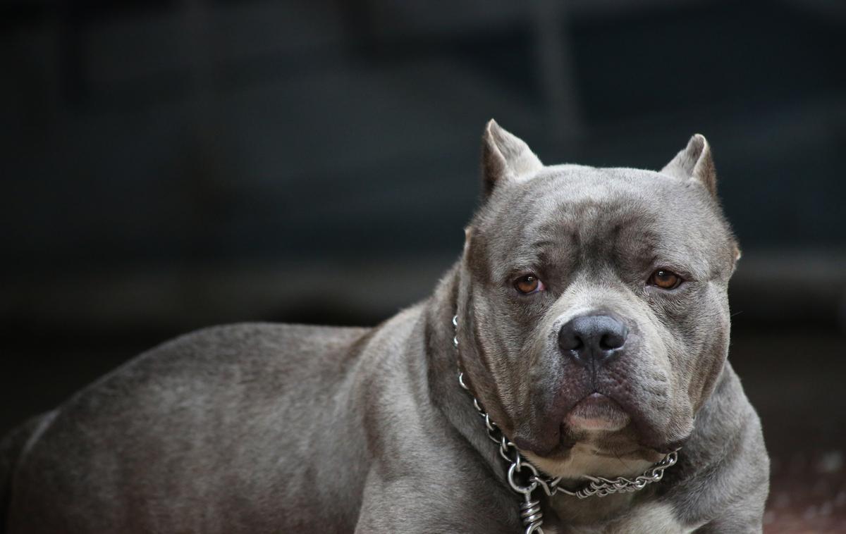 Ameriški pitbull | Foto Thinkstock