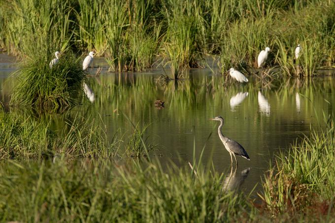 Ormoške lagune | Foto: Shutterstock