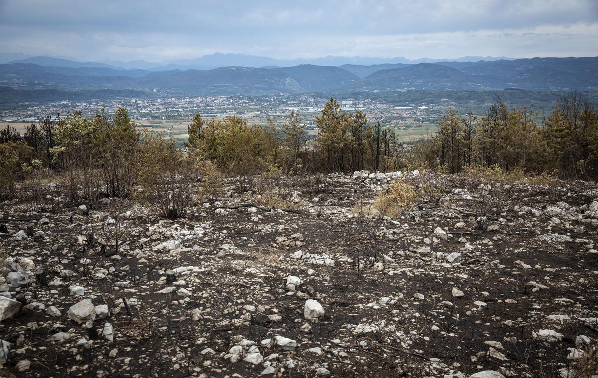 Pogorišče na Krasu. Požar. Kras. | Foto Bojan Puhek