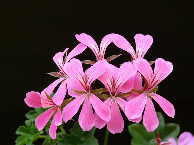 pelargonije | Foto: Pixabay