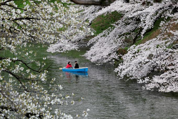 Cvetenje češenj naznanja konec zime in prihod pomladi. Ob tem prazniku se zberejo družina in prijatelji.  | Foto: Reuters