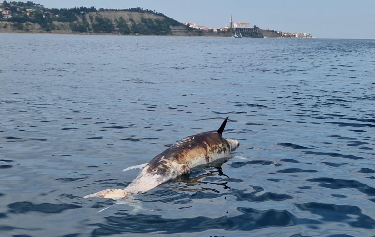 Poginuli delfin v slovenskem morju | Foto Morigenos