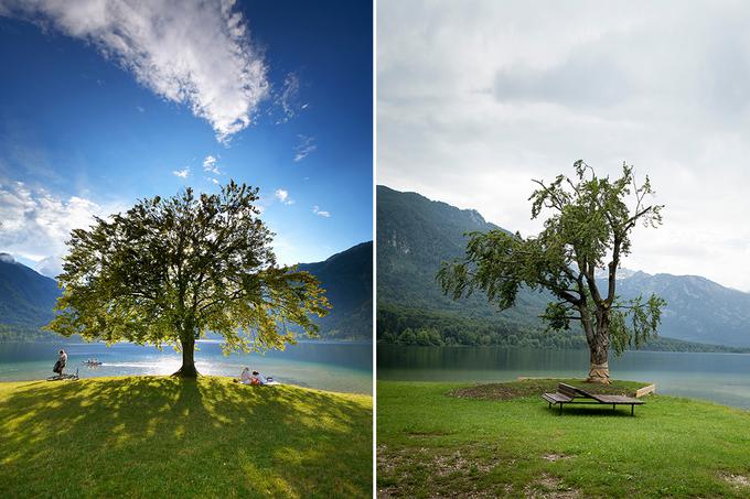 Bukev ob Bohinjskem jezeru nekoč in danes. | Foto: Tomo Jeseničnik (Slovenia.info) in Ana Kovač