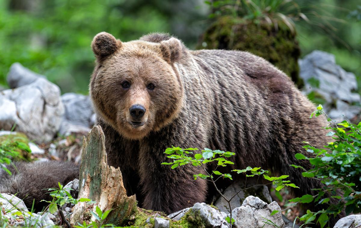 medved, rjavi medved, gozd, Slovenija | Medved je zaradi poškodb poginil.  | Foto Shutterstock