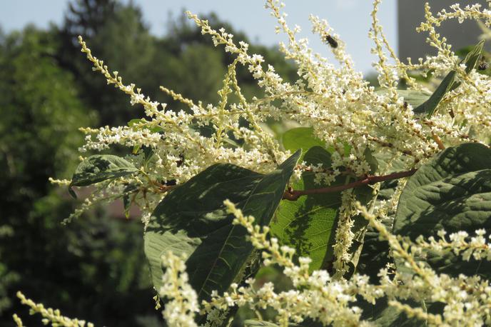 Japonski dresnik | Med najpogostejšimi invazivnimi tujerodnimi vrstami na Gorenjskem je tudi japonski dresnik. | Foto Shutterstock