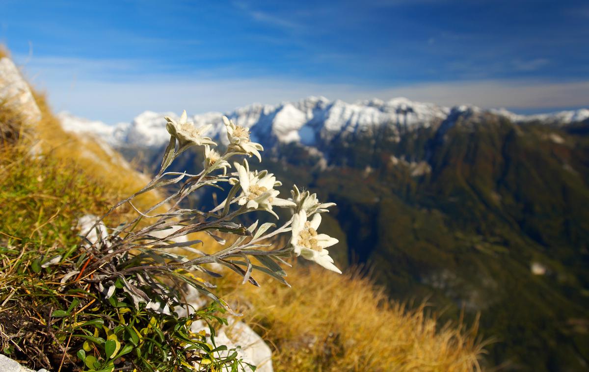 Planika, Slovenija | Foto Tomo Jeseničnik (www.slovenia.info)