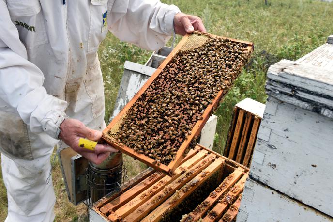 Čebele | Kmet je napačno uporabljal sicer dovoljeni insekticid za oljno ogrščico. | Foto Reuters