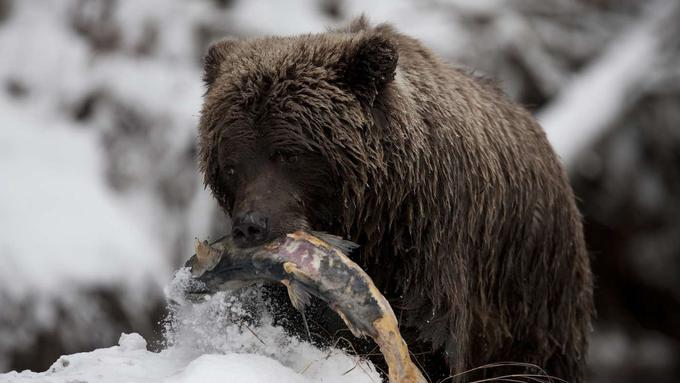 Vsako popoldne od ponedeljka, 17. decembra. │ Foto: CBC | Foto: 