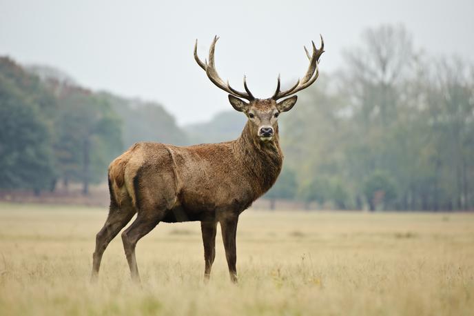 jelen | Kamera na Kočevskem je ujela tudi jelena. (Fotografija je simbolična.) | Foto Shutterstock