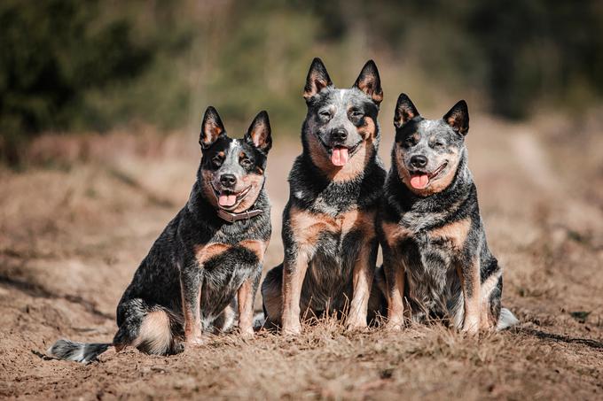 Ker so bili vzgojeni za pastirje, potrebujejo veliko fizične aktivnosti. | Foto: Shutterstock