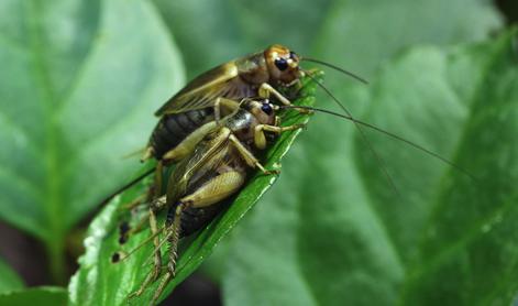 Na Nacionalnem inštitutu za biologijo preučili skrivnostno ljubezensko življenje čričkov