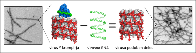 krompirjev virus Y | Foto: Kemijski inštitut