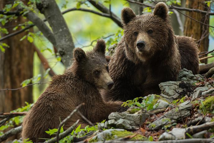 Miha Mlakar medvedji fotosafari | "Samo, če bo neka lokalna skupnost v splošnem podpirala neko živalsko vrsto, bo ta obstala, v nasprotnem primeru se jo iztrebi, kar je zgodovina že večkrat pokazala," pravi Rok Černe. | Foto Osebni arhiv Mihe Mlakarja