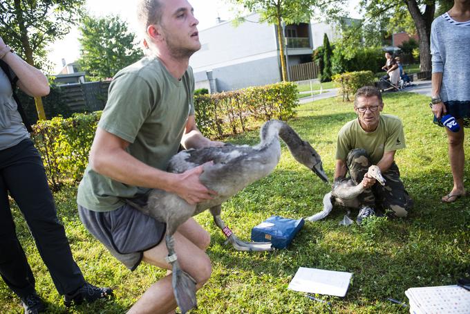 labodi Koseze Koseški bajer obročkanje | Foto: STA ,