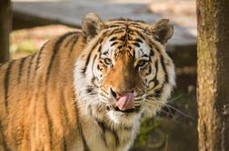 ZOO Ljubljana: Rak usoden za sibirskega tigra in kapibaro #video