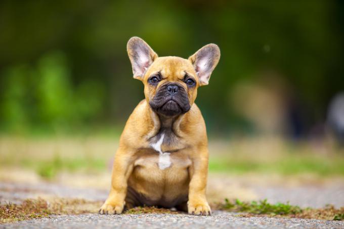 Buldog | Foto: Shutterstock