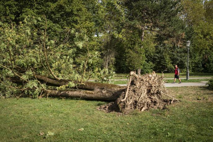 tivoli gozd | "Ljudje, ki imamo Rožnik radi, ne želimo, da je tak gozd vir zaslužka od prodaje lesa. Beremo, da bo tokrat pridelanih 700 kubikov lesa in da sečnja časovno sovpada z dražbo lesa v Slovenj Gradcu, ki jo soorganizira institucija, ki je odredila sečnjo na Rožniku. Ob pomanjkanju transparentnega obveščanja se sprašujemo tudi o tem, ali je gonilo obsežne sečnje zgolj zaslužek od prodaje bukovega lesa, ki mu energetska kriza dviguje ceno," je dejala Sanja Filder iz Protestivala. (Fotografija je simbolična.) | Foto STA