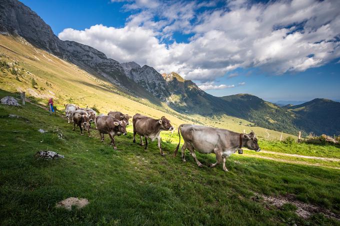 Foto: Jošt Gantar, Nea Culpa | Foto: 