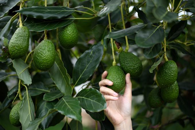 Avokado za svojo rast potrebuje štirikrat več vode kot pomaranča. | Foto: Getty Images