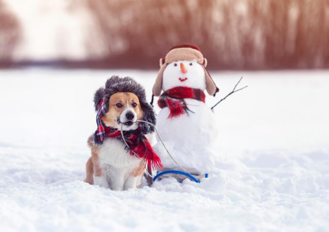 Na sprehodih imejte pse na povodcu, saj se v snegu zlahka izgubijo. | Foto: Shutterstock