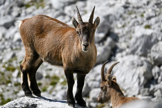 Pod Križem in Stenarjem se radi zadržujejo kozorogi. | Foto: Matej Podgoršek