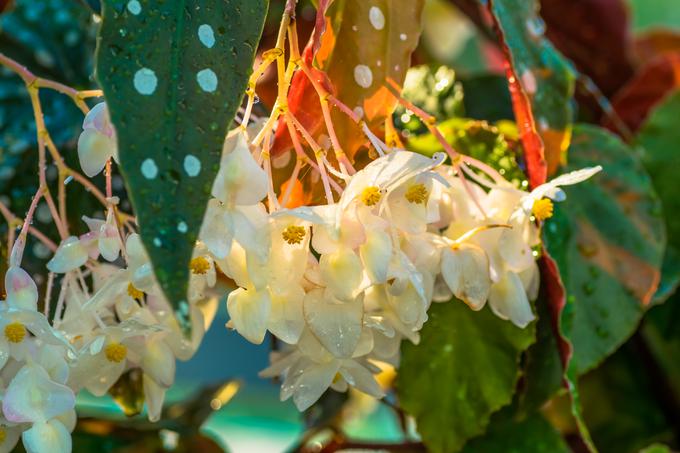 begonia maculata | Foto: Getty Images