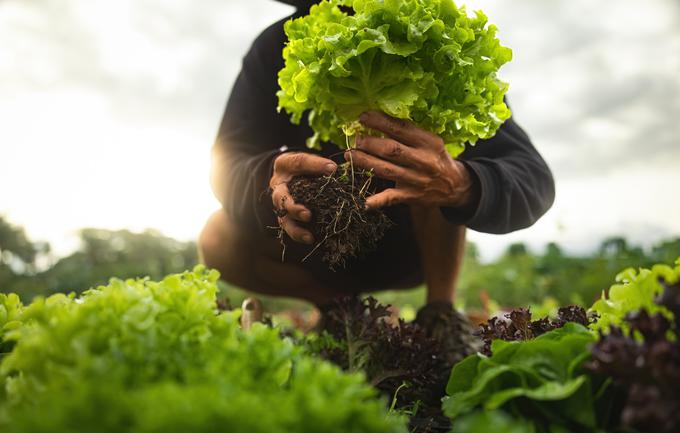 solata | Foto: Shutterstock