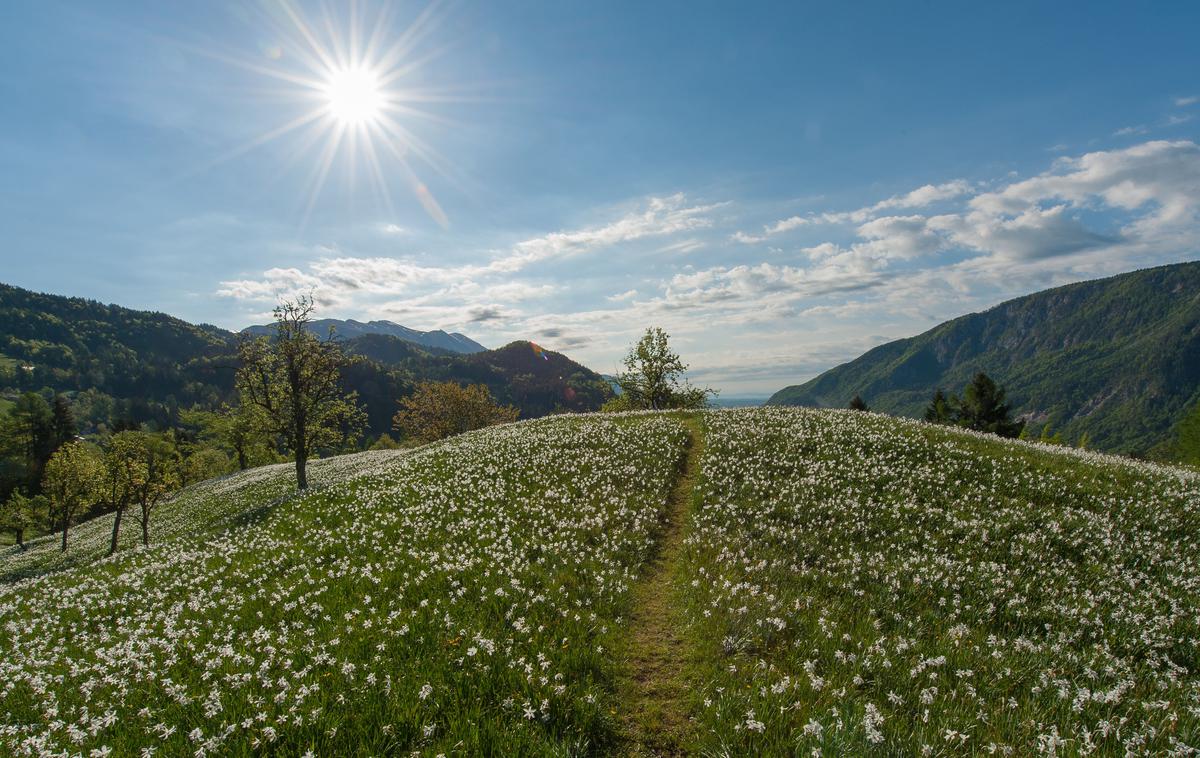 Alpe Adria Karavanke Karawanken | Med narcisami iz arhiva Občine Jesenice | Foto Alpe Adria Karavanke/Karawanken