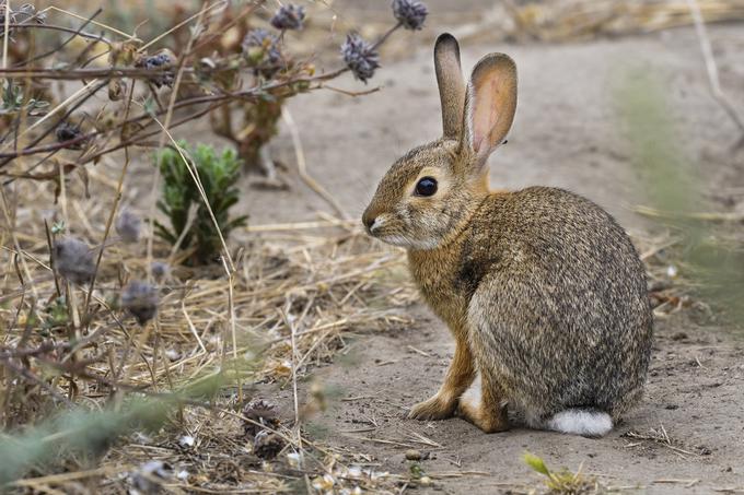 Belorepi kunec, zajec | Foto: Thinkstock