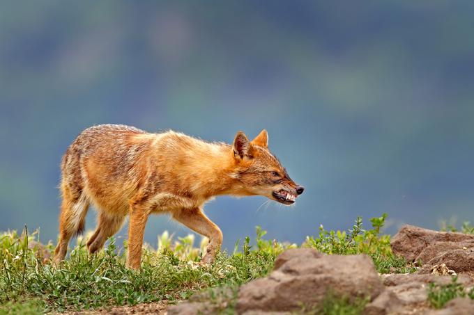 Šakal | Foto: Shutterstock