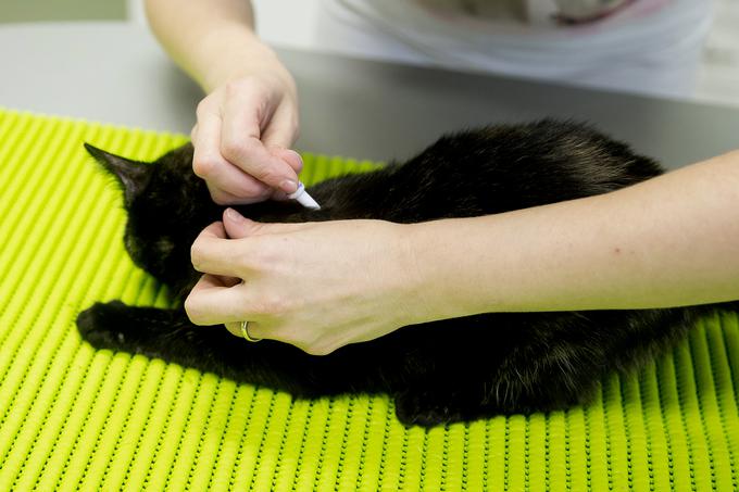 "Odnos vlade do doktorjev veterinarske medicine skrajno neprimeren, njihovo uvrščanje v plačne razrede pa neustrezno glede na primerljive poklice, predvsem zdravnike." | Foto: Ana Kovač