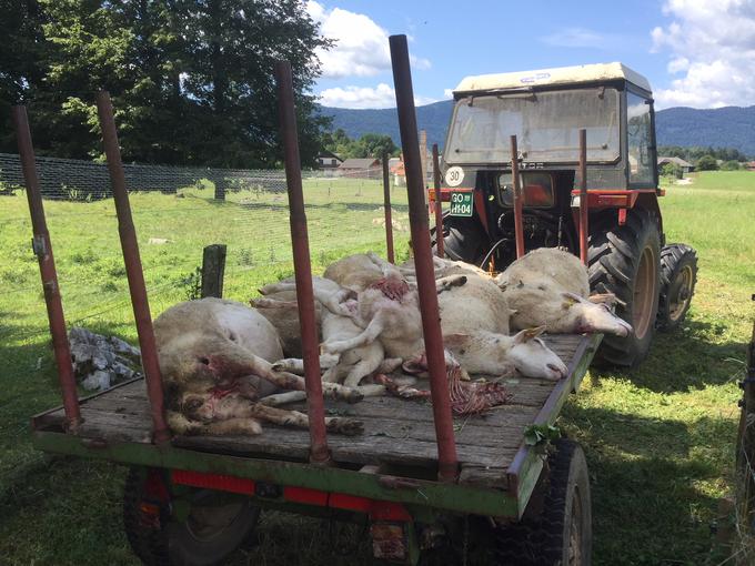 Volkovi so se v zadnjih letih prenamnožili, letos pa vse pogosteje napadajo domače živali. | Foto: STA ,