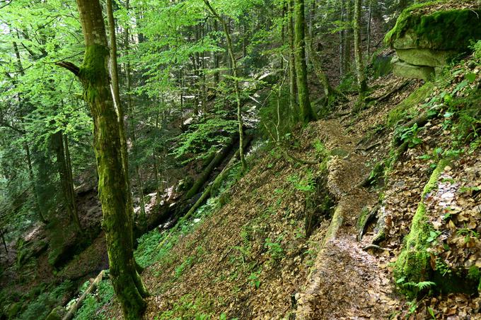 Ozka steza ob Lobnici se strmo spusti, nekajkrat je treba prečkati še hudourniške potočke. | Foto: Matej Podgoršek