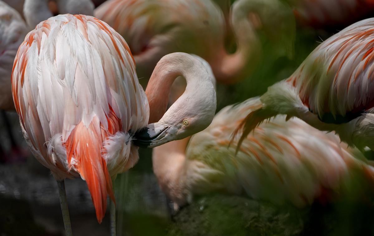 flamingo, plamenec | Vendar pa Ingove starosti niso nikoli uradno potrdili, saj se drugi dokumenti, ki bi pričali o njegovo starosti, niso ohranili, poroča nemška tiskovna agencija dpa. (Fotografija je simbolična.) | Foto Guliverimage