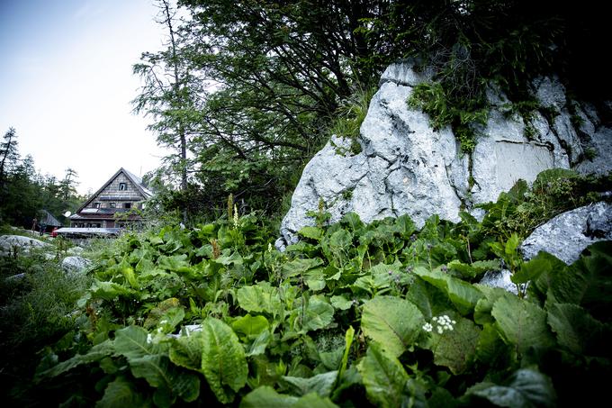 V neposredni bližini koče je spominska tabla v spomin na Alojzija Knafelca, očeta rdečo-bele planinske markacije in dolgoletnega gospodarja doma. | Foto: Ana Kovač