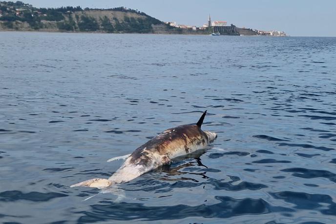 Poginuli delfin v slovenskem morju | Foto Morigenos