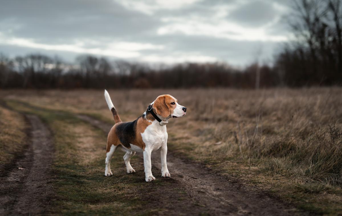 beagle, pes | Foto Shutterstock