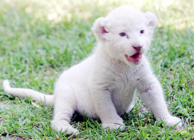 Albino živali | Foto: Reuters